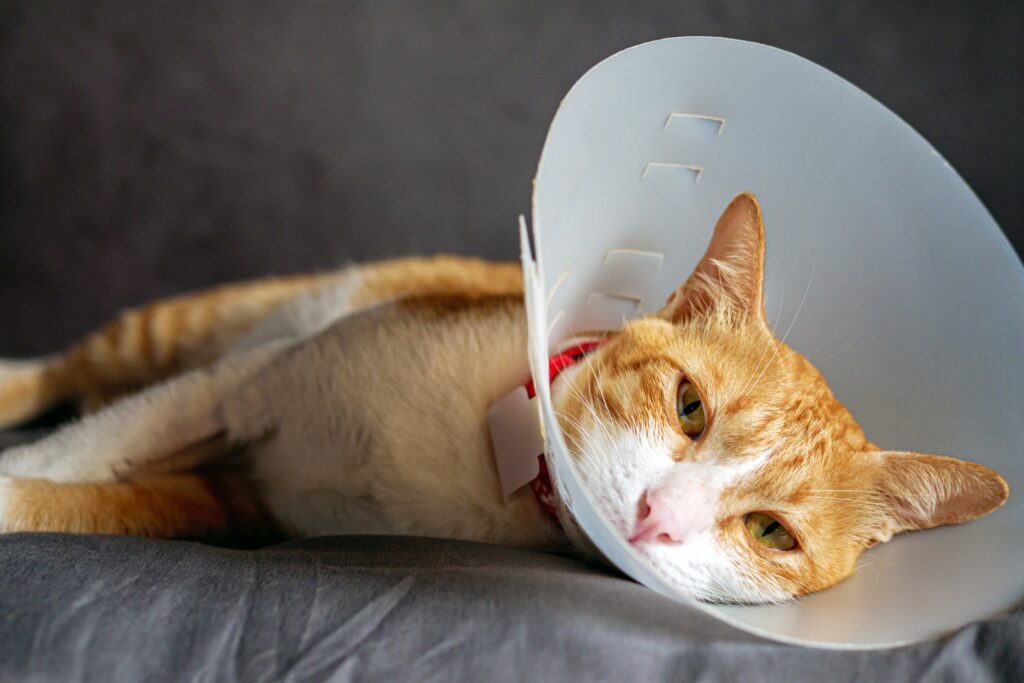 Common Cat Diseases That Threaten Long-Term Health and How Owners Can Prevent Them